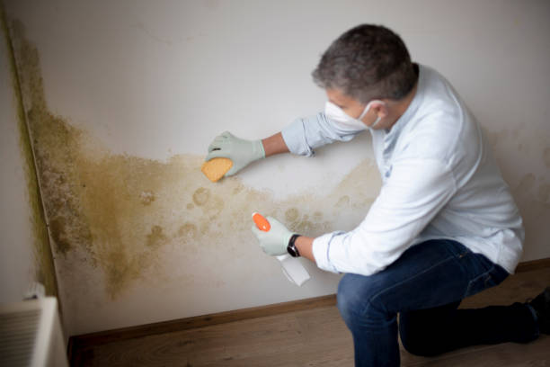 Best Black Mold Removal  in Sabina, OH